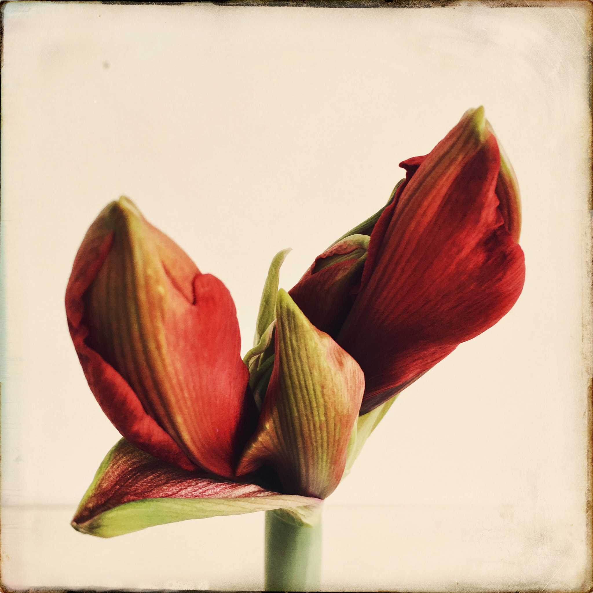 Hipstamatic 331 sample photo. Amaryllis photography