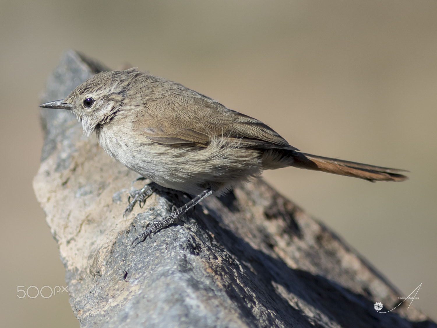 Canon EF 300mm F4L IS USM sample photo. Cordilleran canastero (asthenes modesta) photography