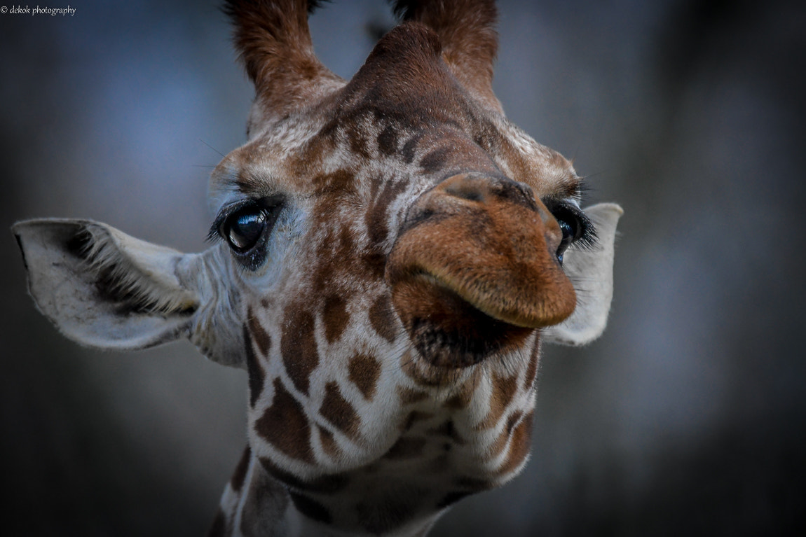 Sigma 150-600mm F5-6.3 DG OS HSM | C sample photo. Reticulated giraffe photography