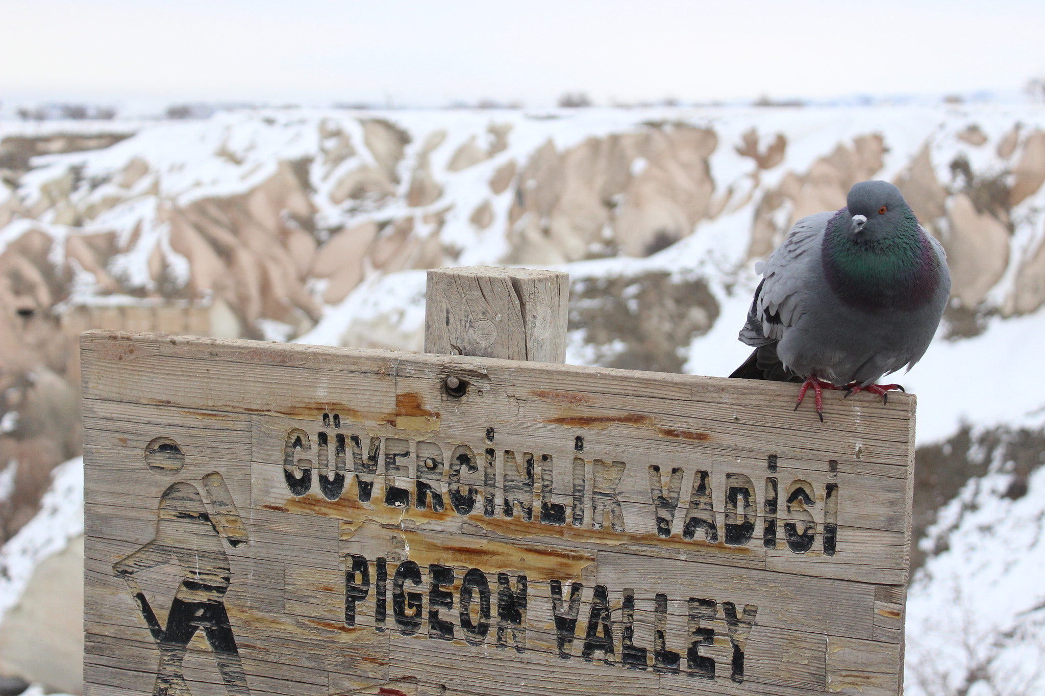 Canon EOS 100D (EOS Rebel SL1 / EOS Kiss X7) sample photo. Pigeon in pigeon valley, cappadocia photography