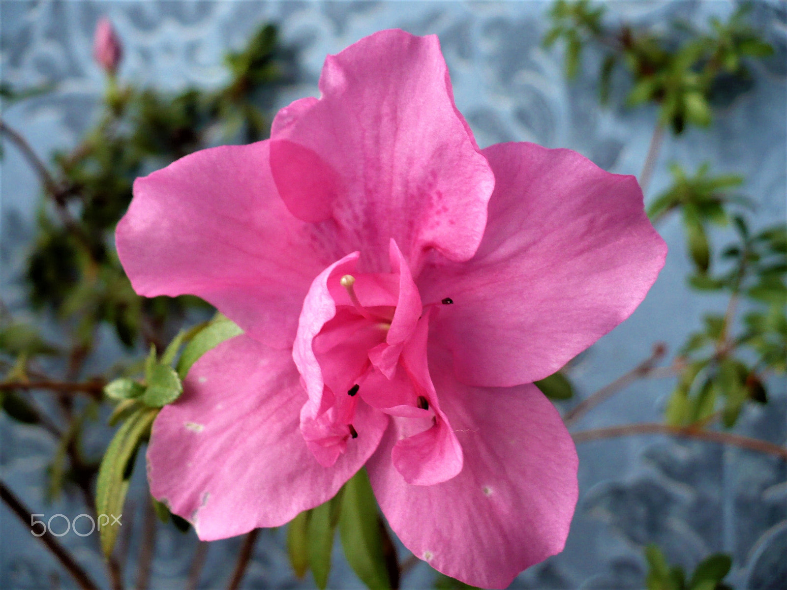 Panasonic DMC-LZ7 sample photo. Flower room photography