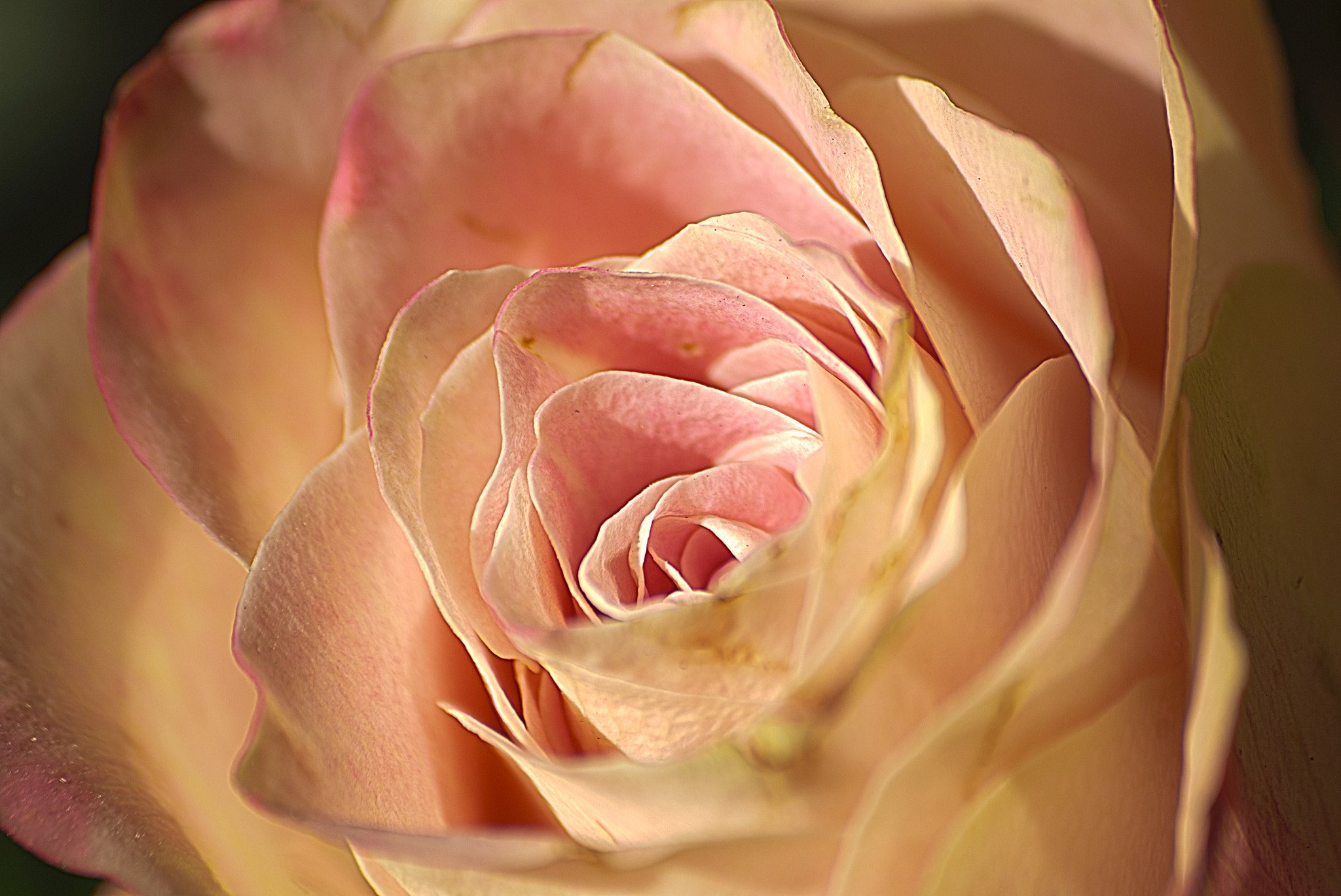 Nikon D200 + Tamron SP 70-300mm F4-5.6 Di VC USD sample photo. Every rose has its ... photography