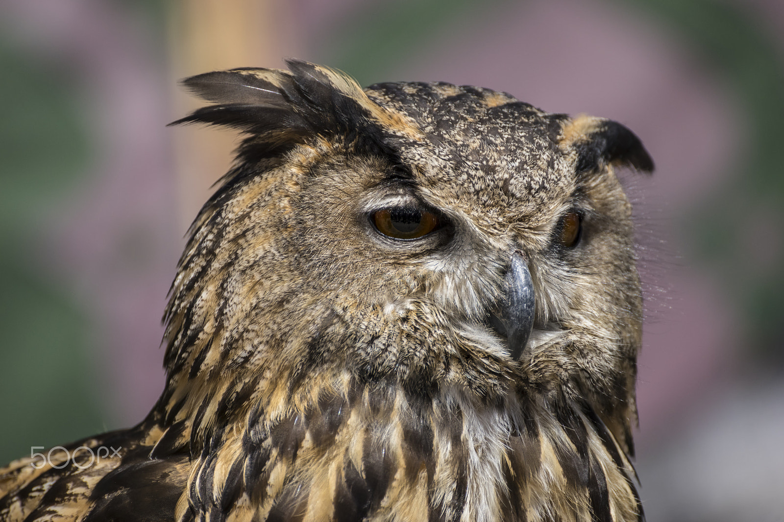 Sony a7 + Sony DT 50mm F1.8 SAM sample photo. Raptor, beautiful owl with plumage of earthy colors, has an inte photography