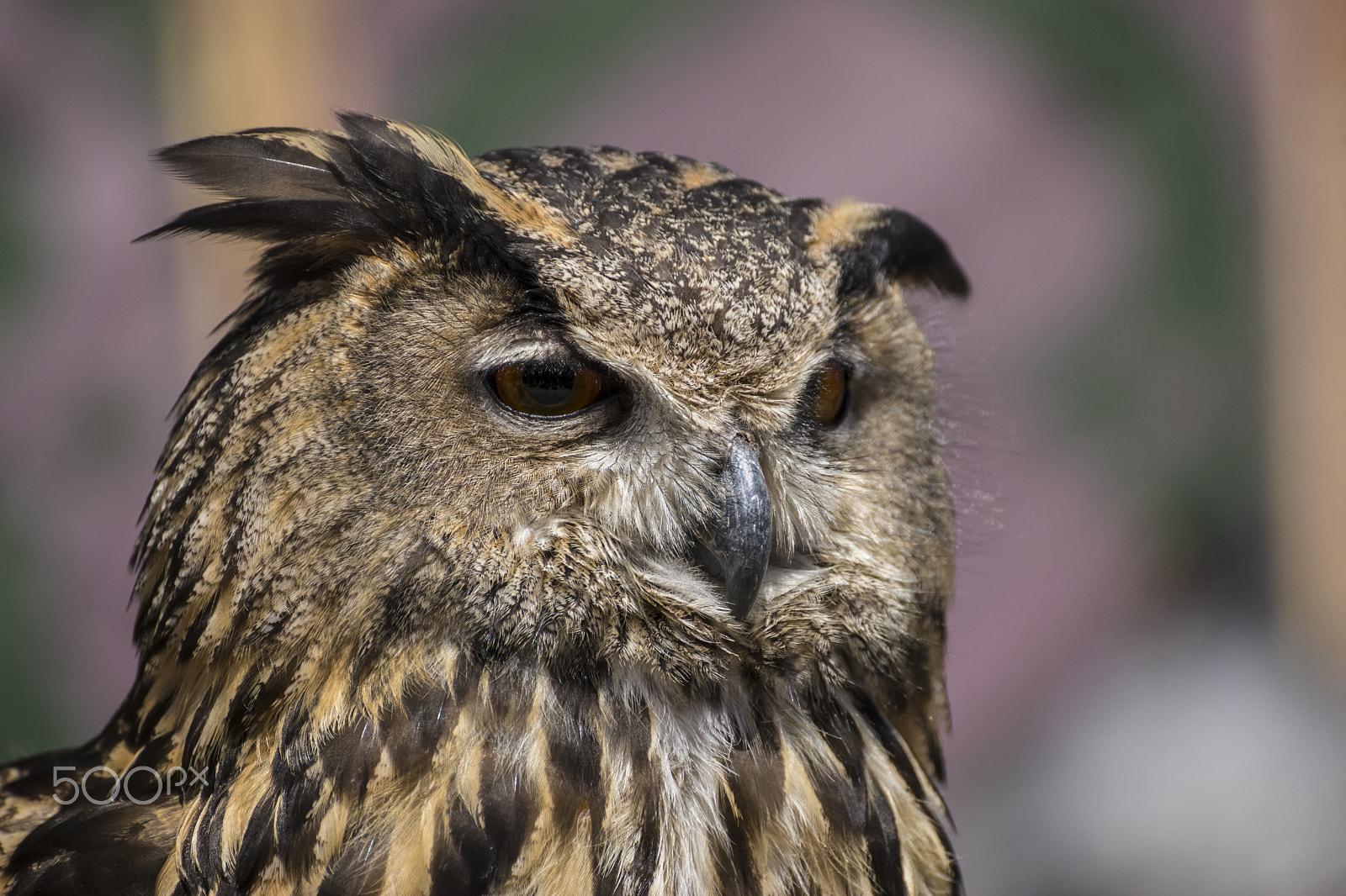 Sony a7 + Sony DT 50mm F1.8 SAM sample photo. Raptor, beautiful owl with plumage of earthy colors, has an inte photography