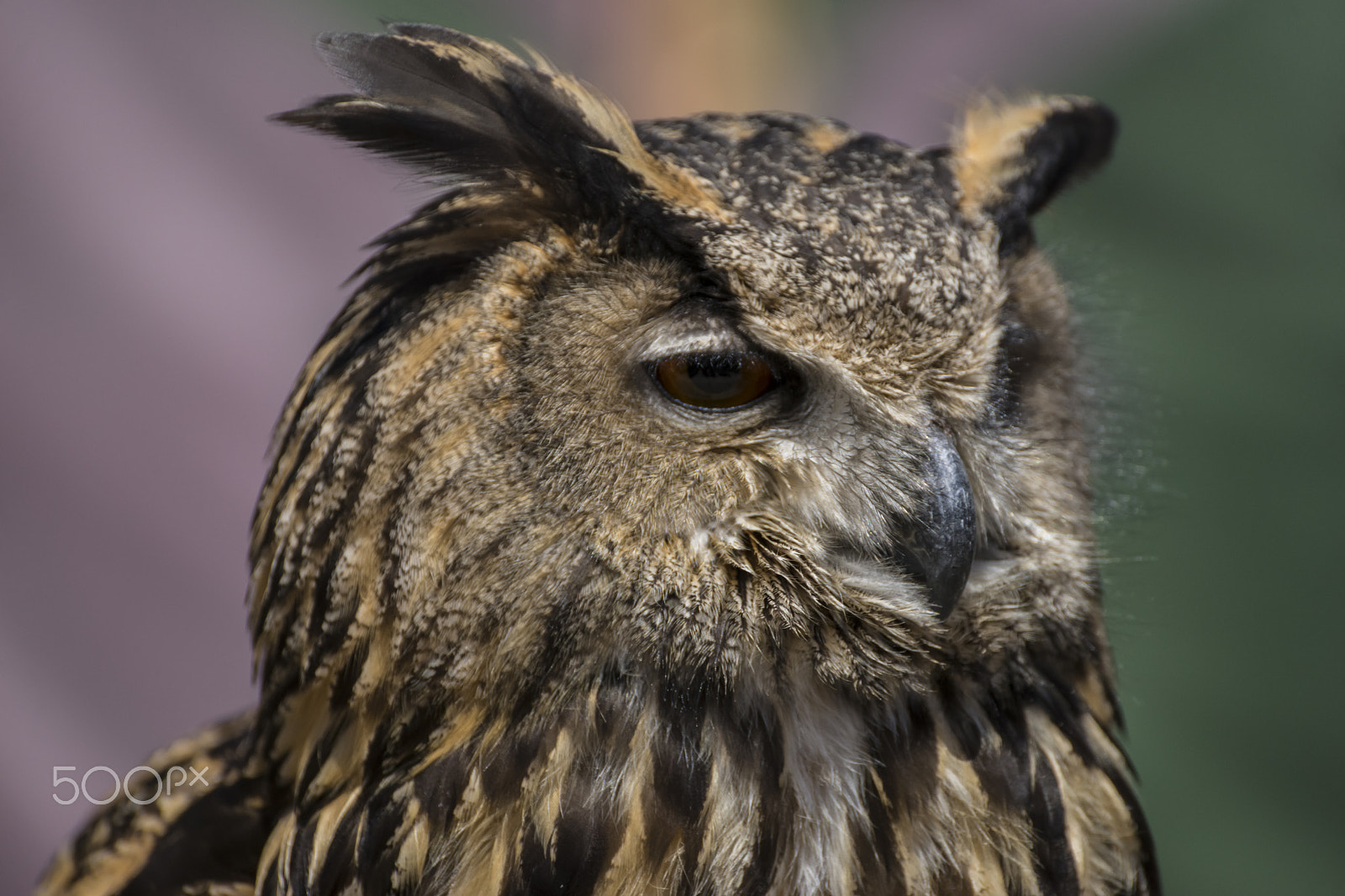 Sony a7 + Sony DT 50mm F1.8 SAM sample photo. Wildlife, beautiful owl with plumage of earthy colors, has an in photography