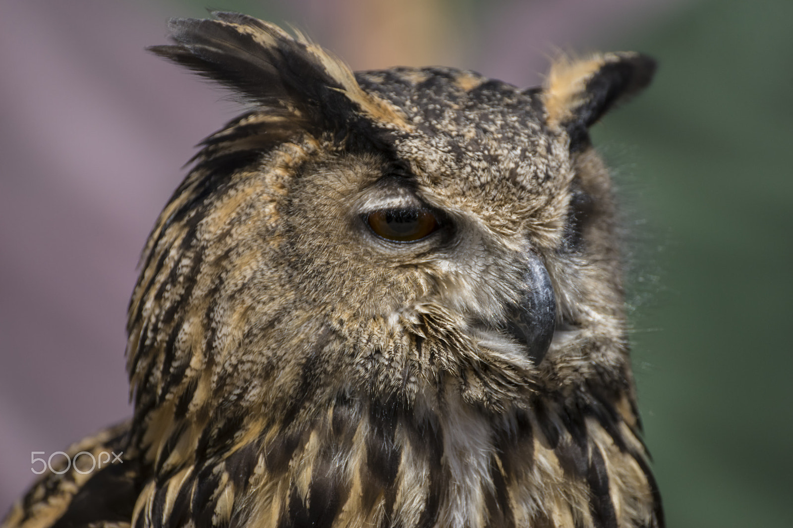 Sony a7 + Sony DT 50mm F1.8 SAM sample photo. Raptor, beautiful owl with plumage of earthy colors, has an inte photography