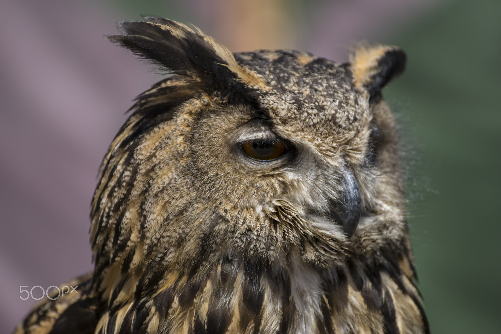 Sony a7 + Sony DT 50mm F1.8 SAM sample photo. Wild, beautiful owl with plumage of earthy colors, has an intens photography
