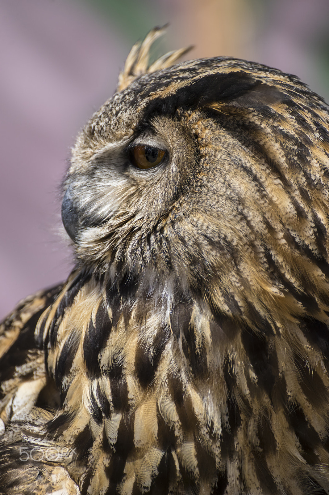 Sony a7 + Sony DT 50mm F1.8 SAM sample photo. Raptor hunter, beautiful owl with plumage of earthy colors, has photography