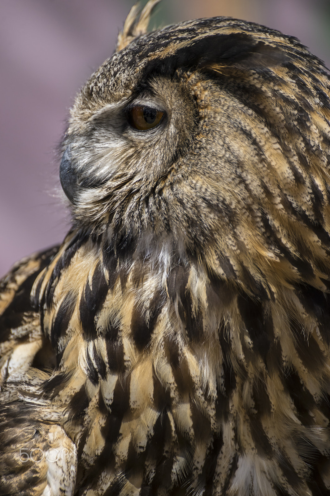 Sony a7 + Sony DT 50mm F1.8 SAM sample photo. Raptor, beautiful owl with plumage of earthy colors, has an inte photography