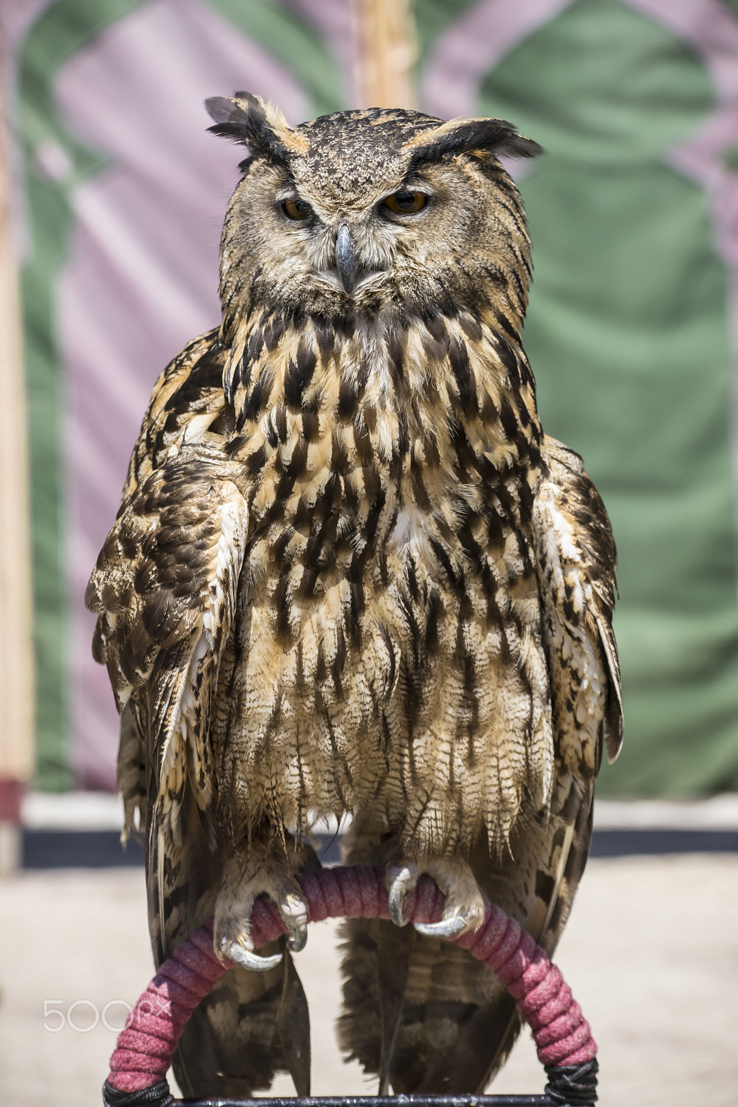 Sony a7 + Sony DT 50mm F1.8 SAM sample photo. Raptor, beautiful owl with plumage of earthy colors, has an inte photography