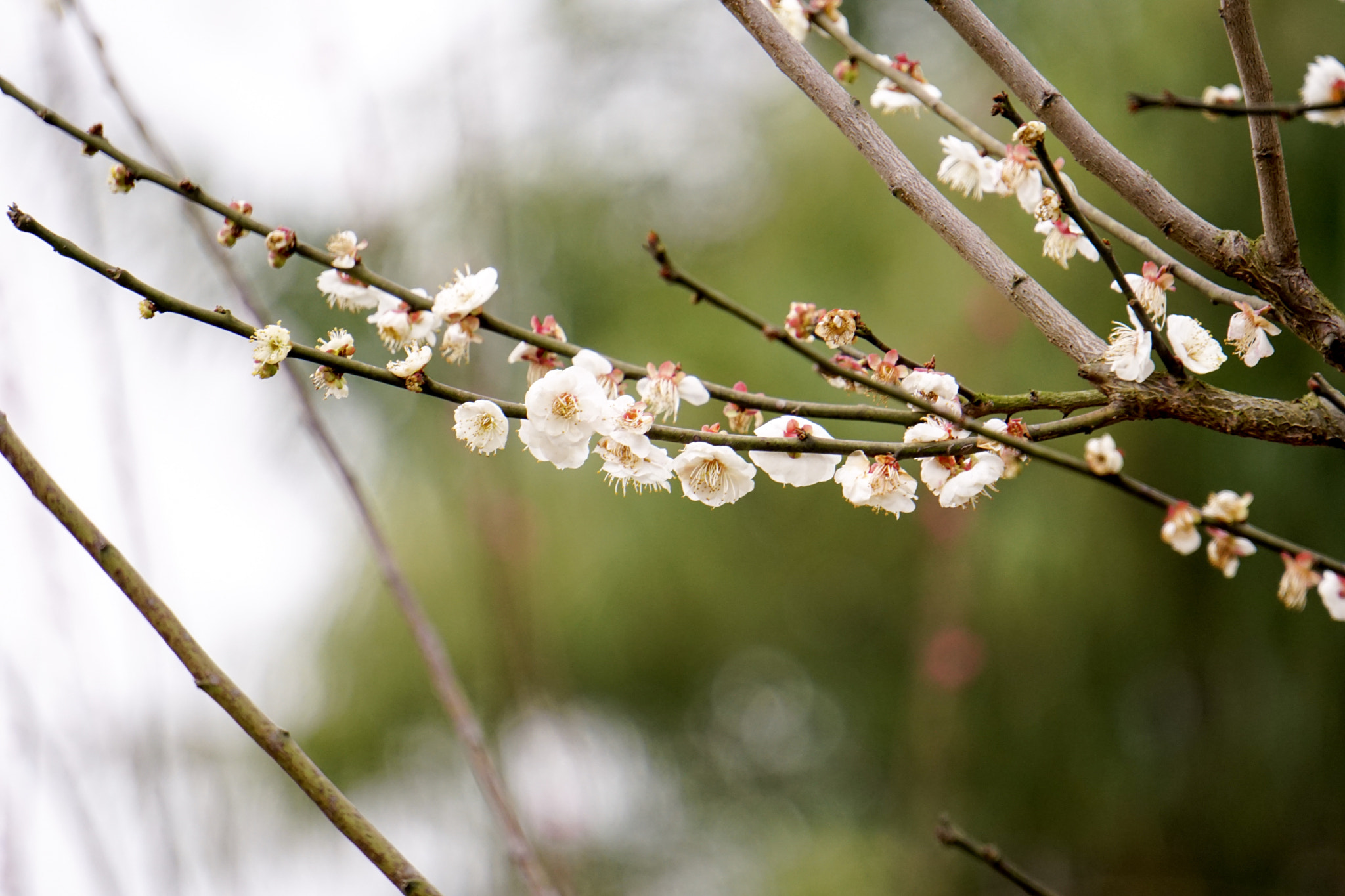 Sony a6300 + Sony E 55-210mm F4.5-6.3 OSS sample photo. Flowers beside the street photography