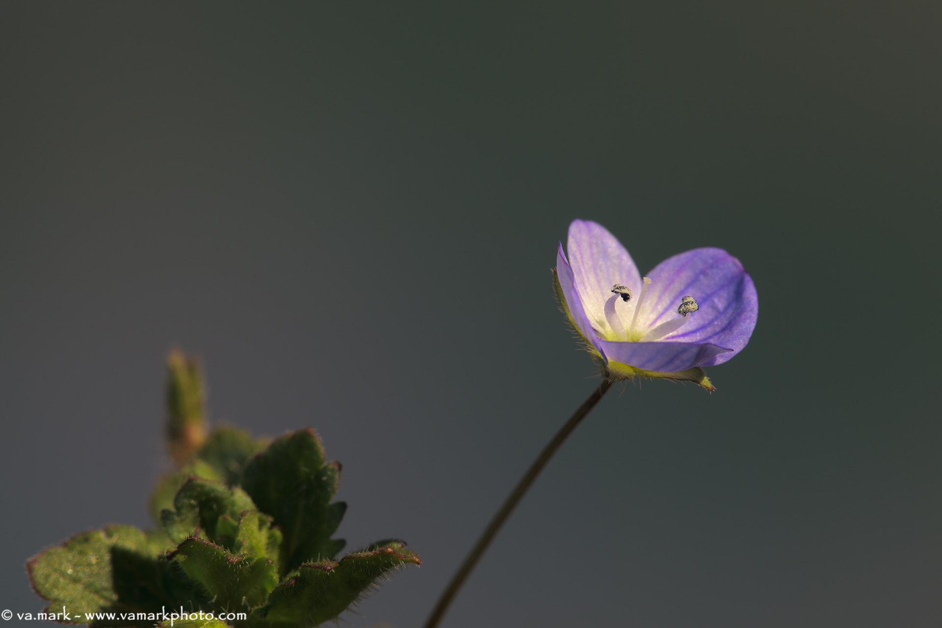 Canon EF 180mm F3.5L Macro USM sample photo. Veronica persica photography