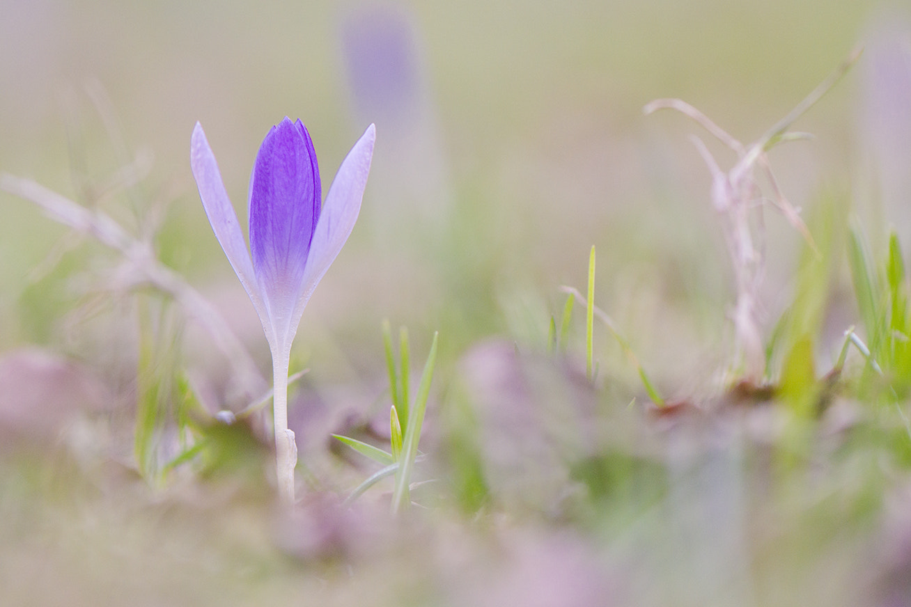 Nikon AF-S Micro-Nikkor 105mm F2.8G IF-ED VR sample photo. *\* photography