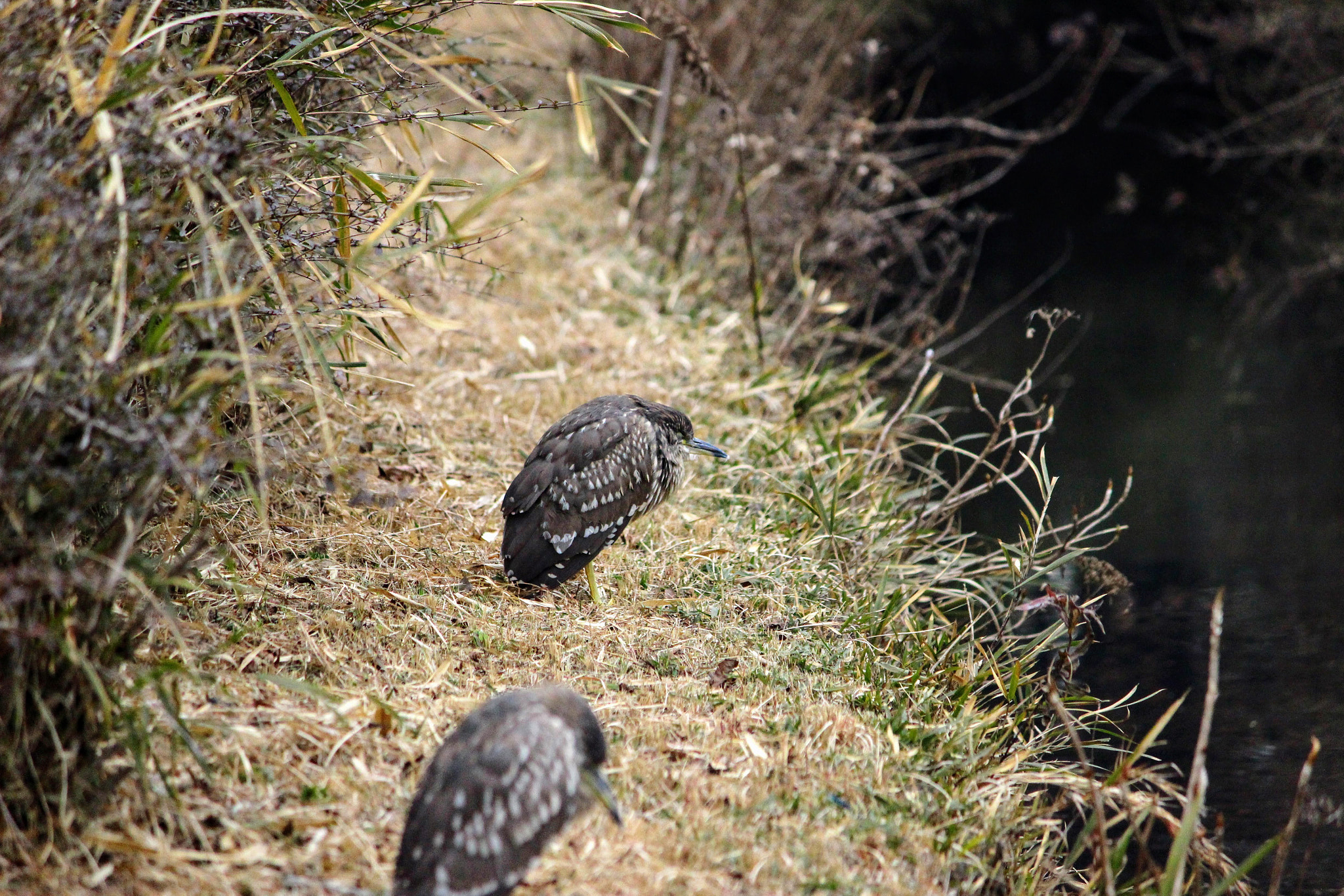 Canon EOS 100D (EOS Rebel SL1 / EOS Kiss X7) sample photo. ゴイサギ　若鳥 photography