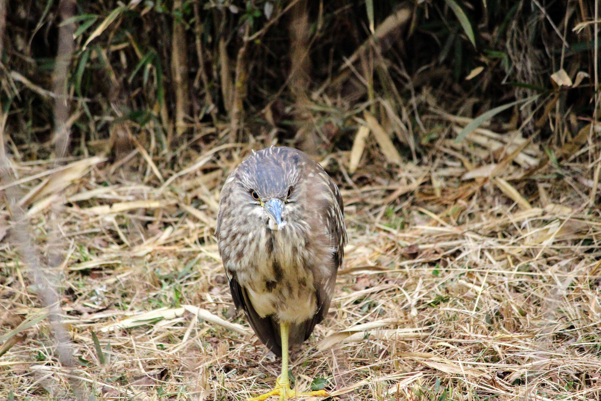 Canon EOS 100D (EOS Rebel SL1 / EOS Kiss X7) sample photo. ゴイサギ　若鳥 photography