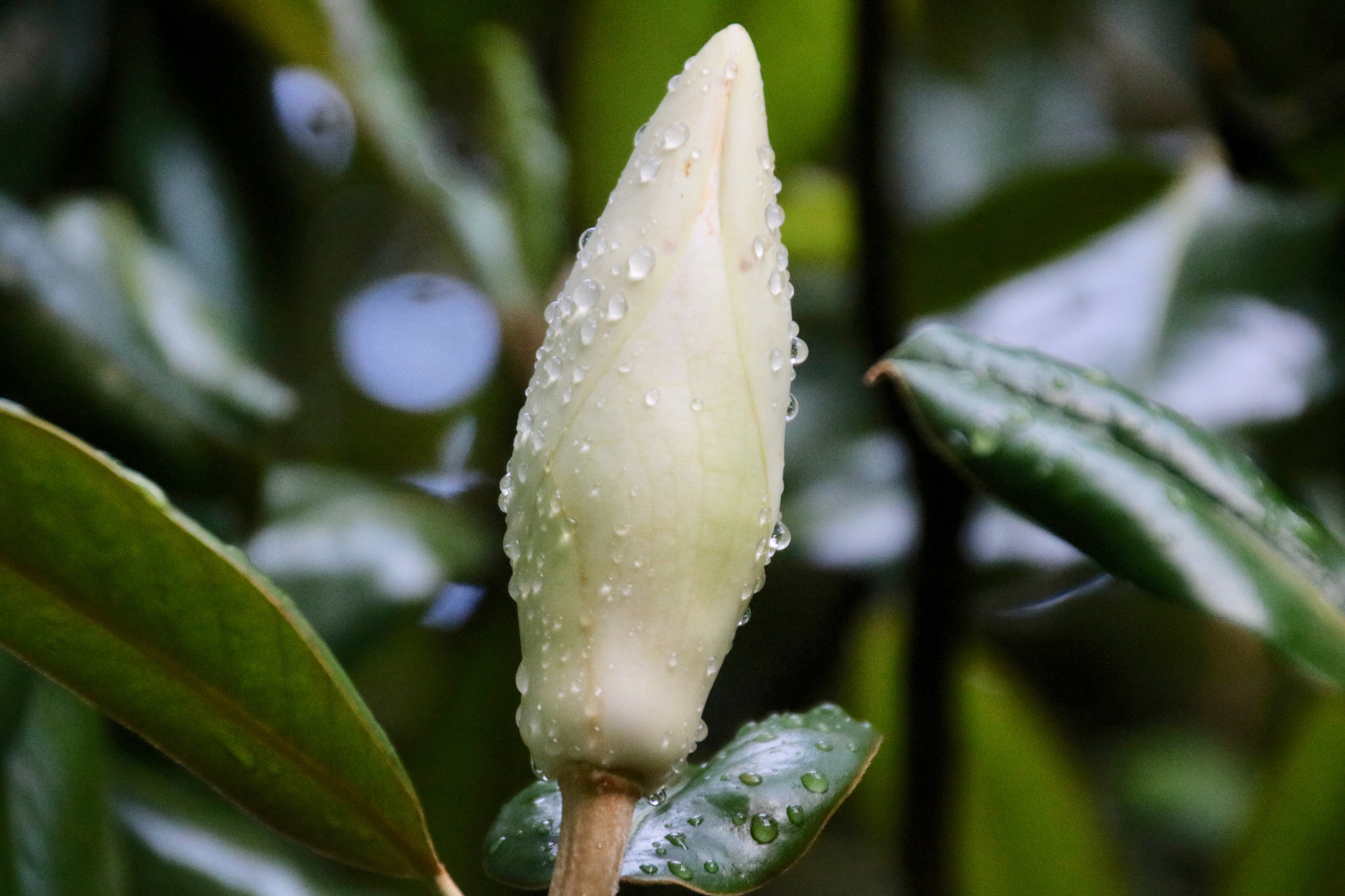 Canon EOS 760D (EOS Rebel T6s / EOS 8000D) sample photo. Nature is awesome photography