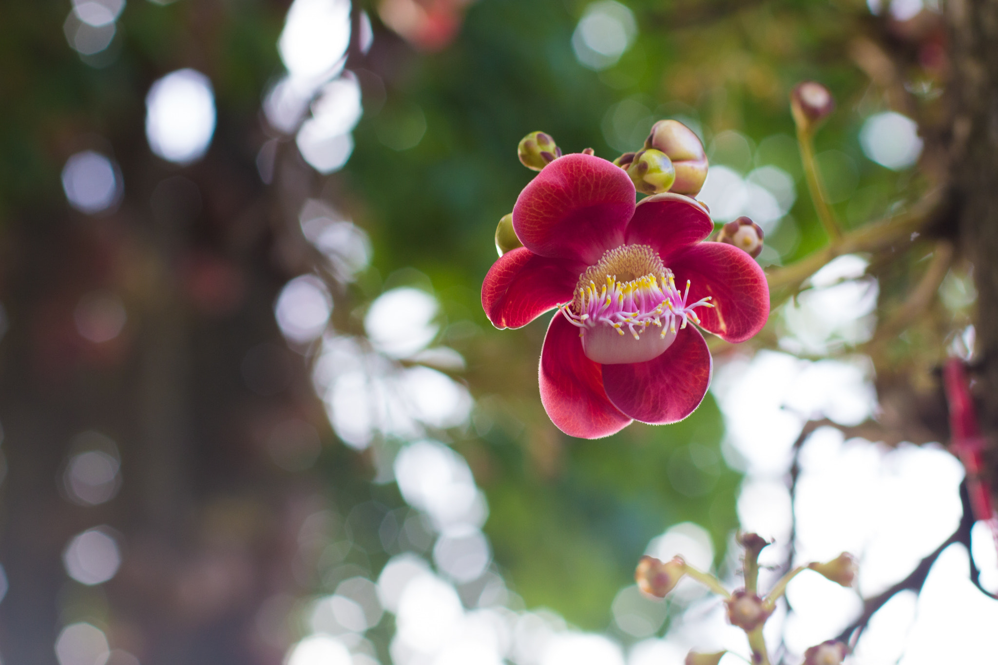 Canon EF 50mm F1.4 USM sample photo. Simplicity photography