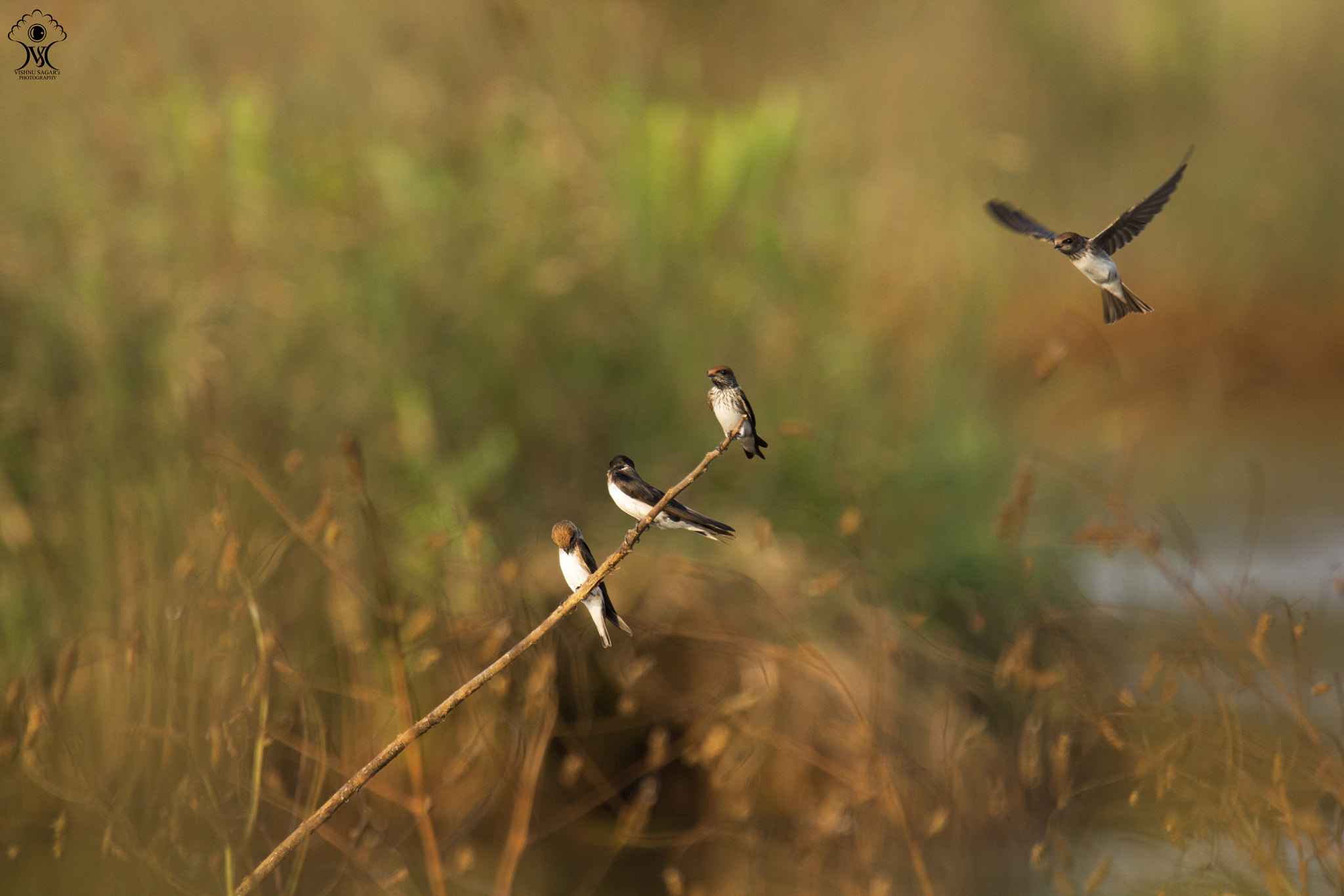 Canon EOS 60D + Tamron SP 150-600mm F5-6.3 Di VC USD sample photo. Swallows at golden hour ! photography