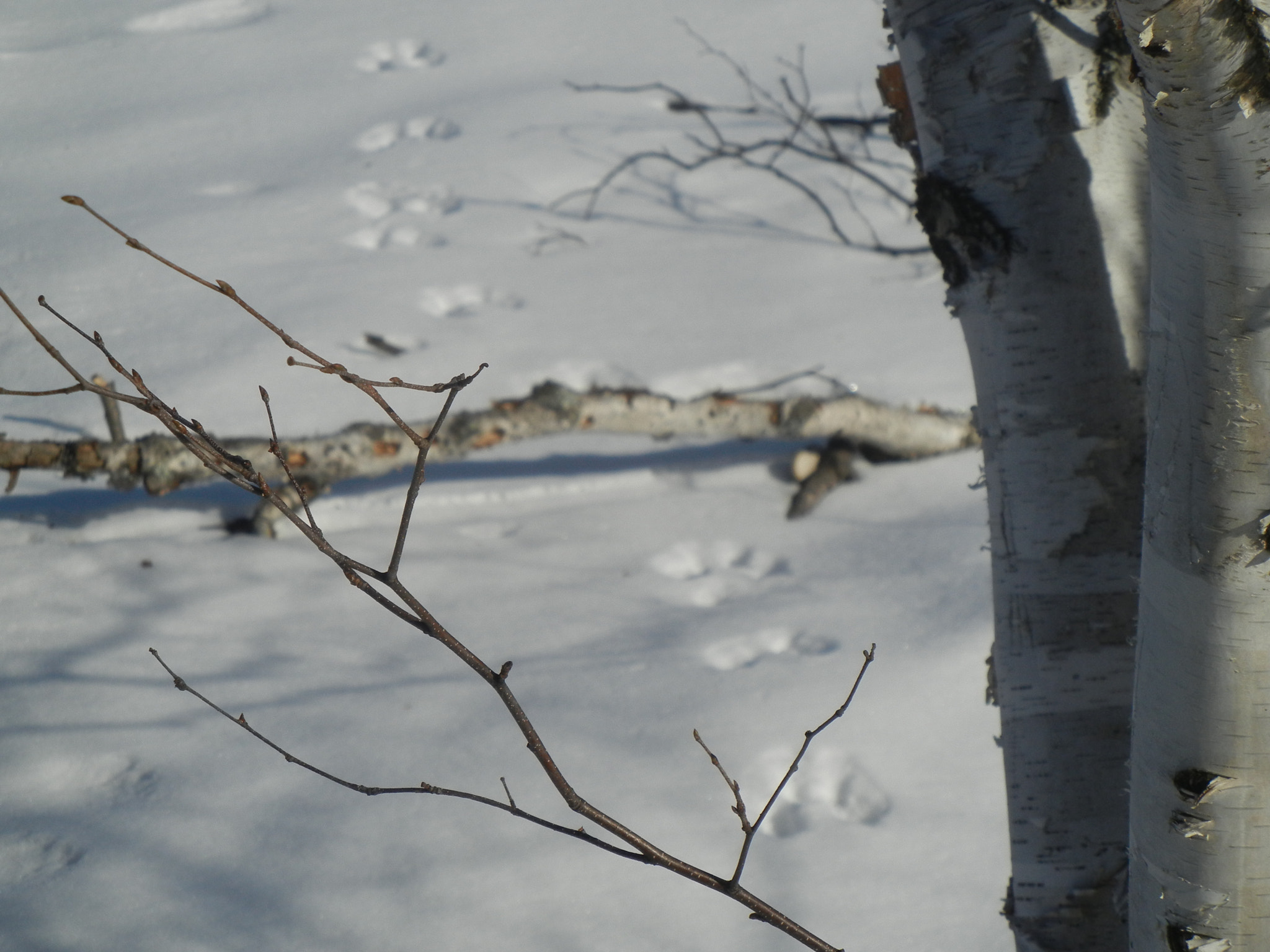 Nikon Coolpix S8100 sample photo. Birch, mystery photography