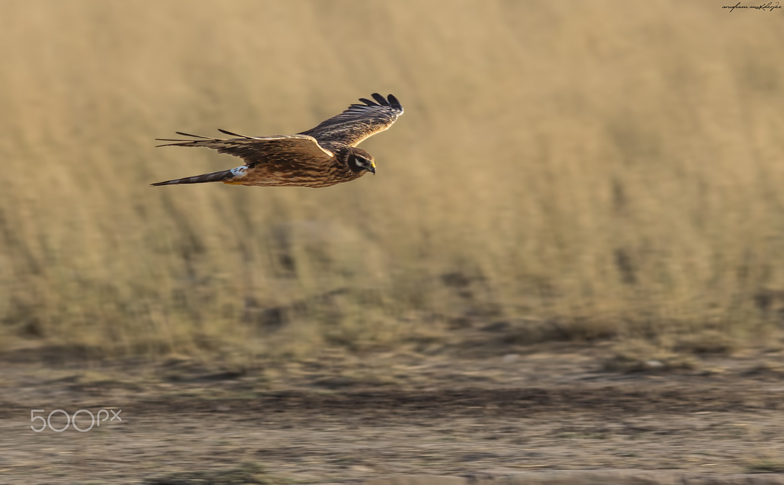 Canon EOS 60D + Canon EF 400mm F5.6L USM sample photo. Pallid harrier photography