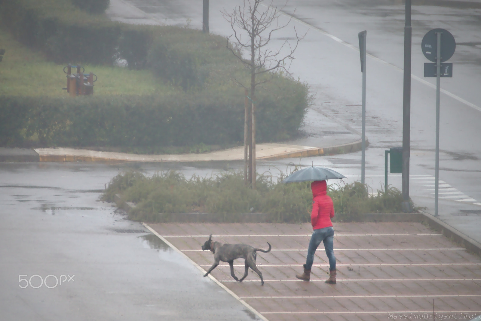 Tamron SP 35mm F1.8 Di VC USD sample photo. Woman in red and the dog, under the rain photography