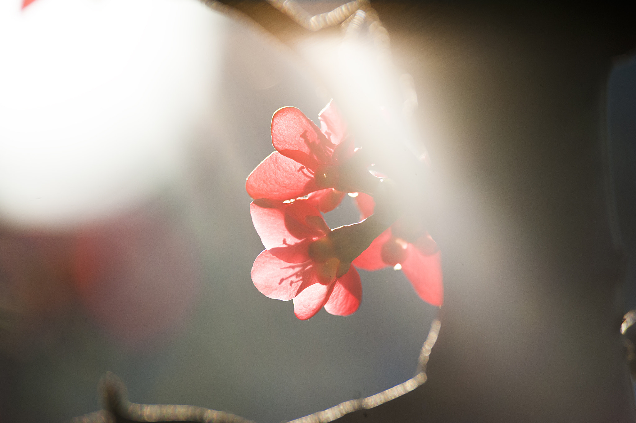 Nikon D700 sample photo. Blooming photography