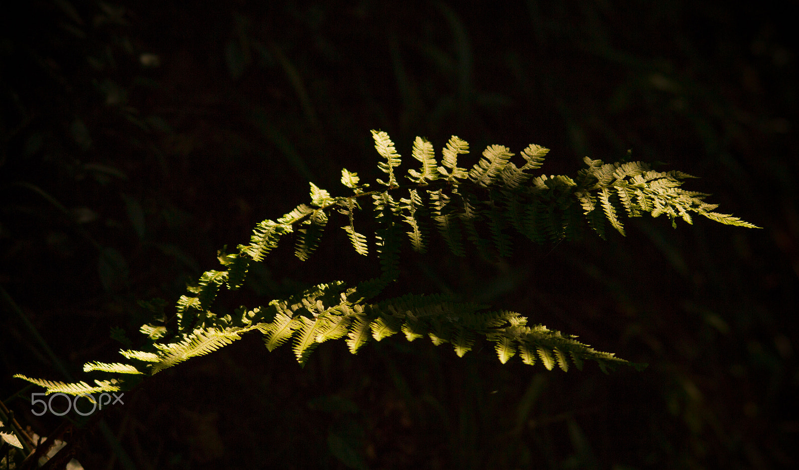 Sigma 150-500mm F5-6.3 DG OS HSM sample photo. Ferns photography