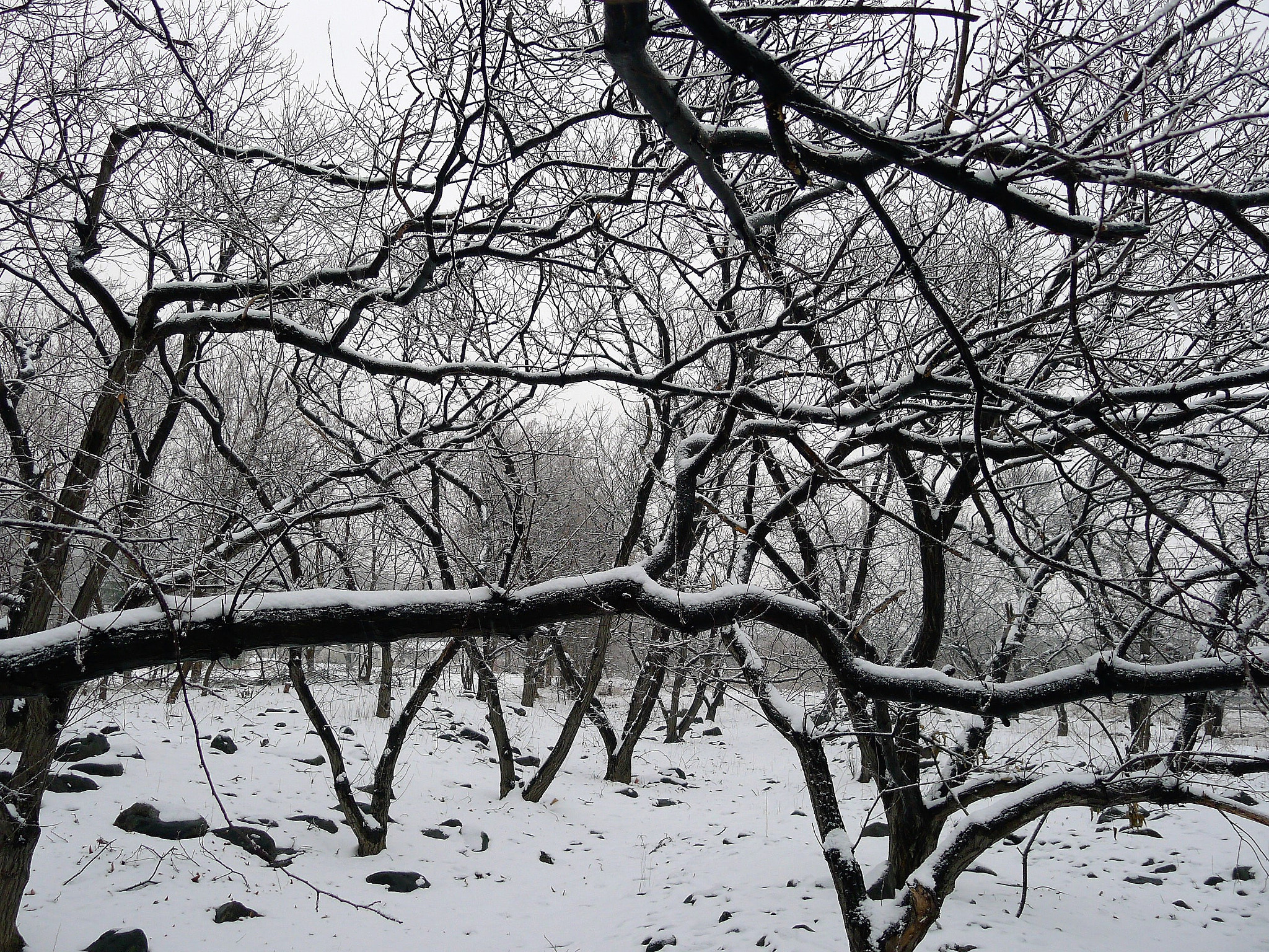 Leica D-LUX 5 sample photo. Snow photography
