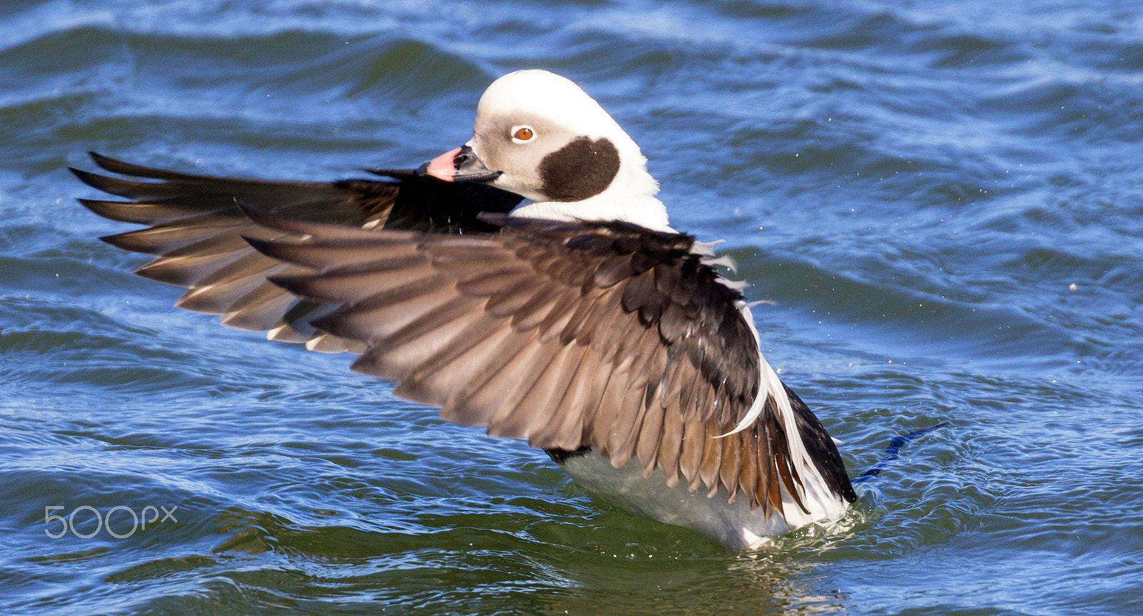 Canon EOS 60D + Canon EF 100-400mm F4.5-5.6L IS II USM sample photo. Male long-tailed duck photography