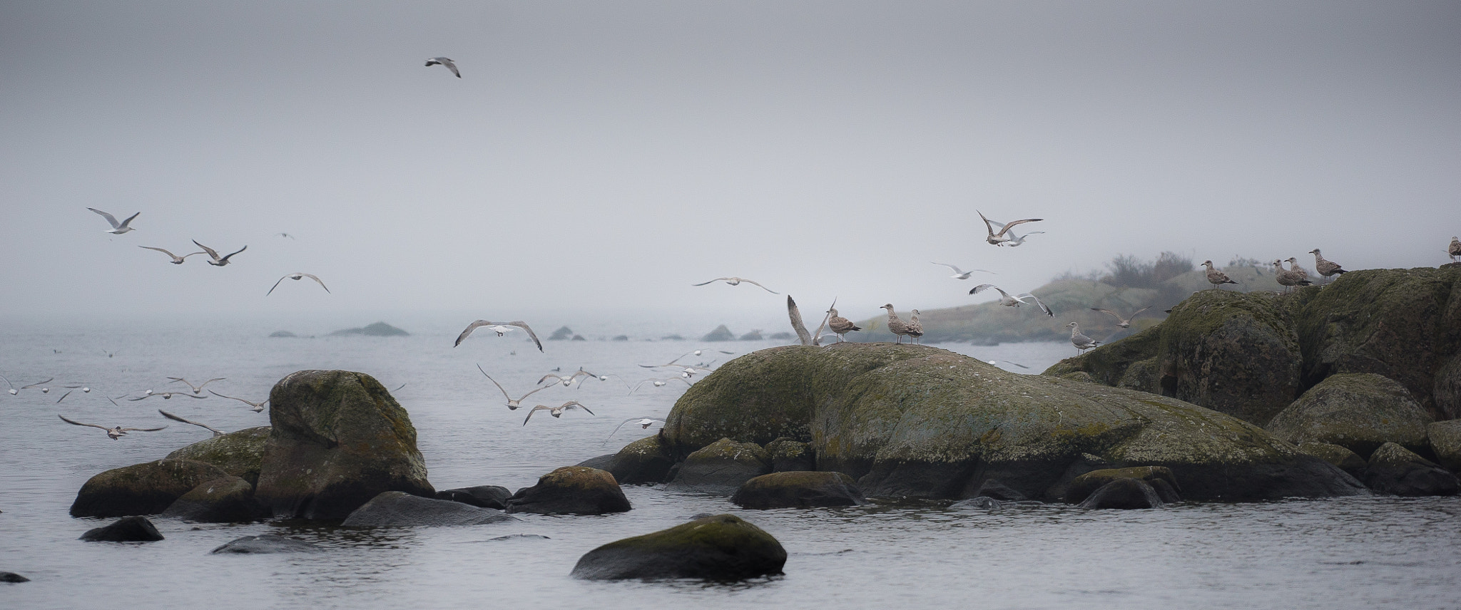 Sony a7S + Sony FE 70-200mm F4 G OSS sample photo. Seagulls in mist photography