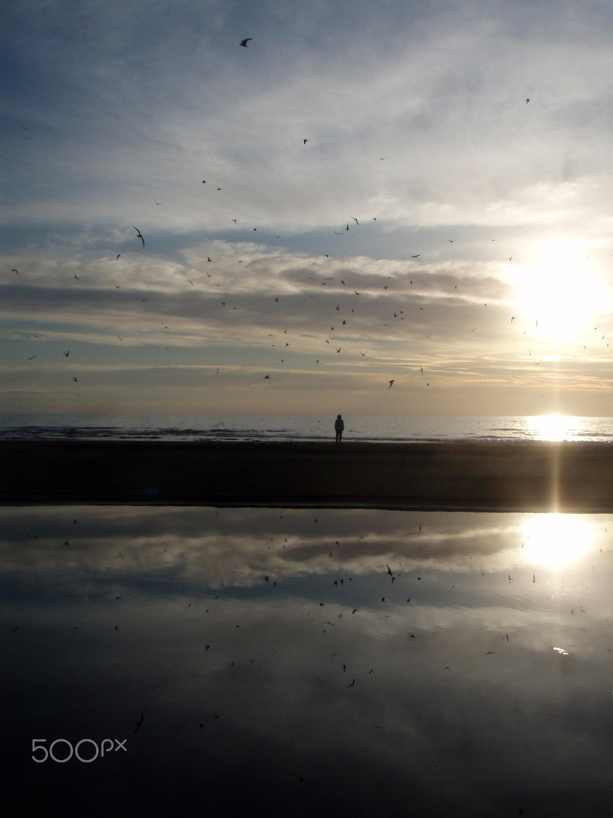 Olympus u720SW,S720SW sample photo. Peaceful scene of arctic terns attacking my friend photography