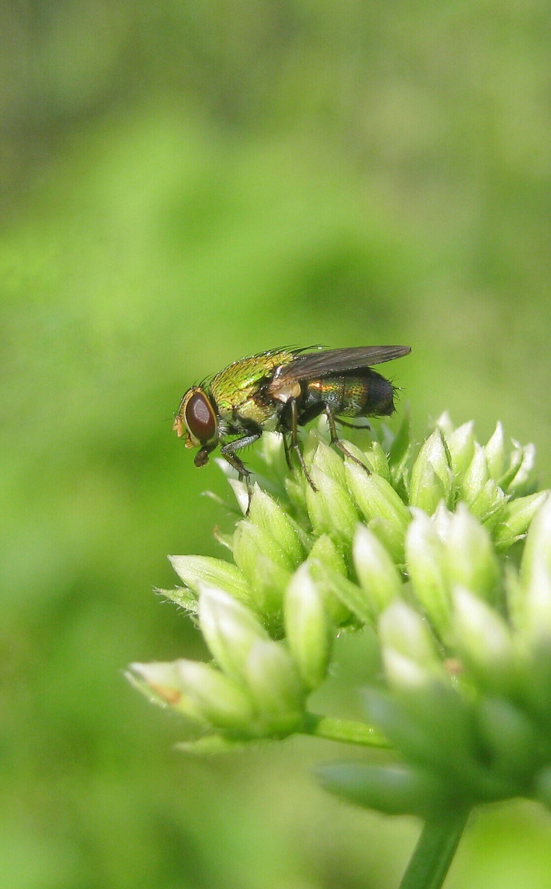 Canon PowerShot A495 sample photo. Housefly photography