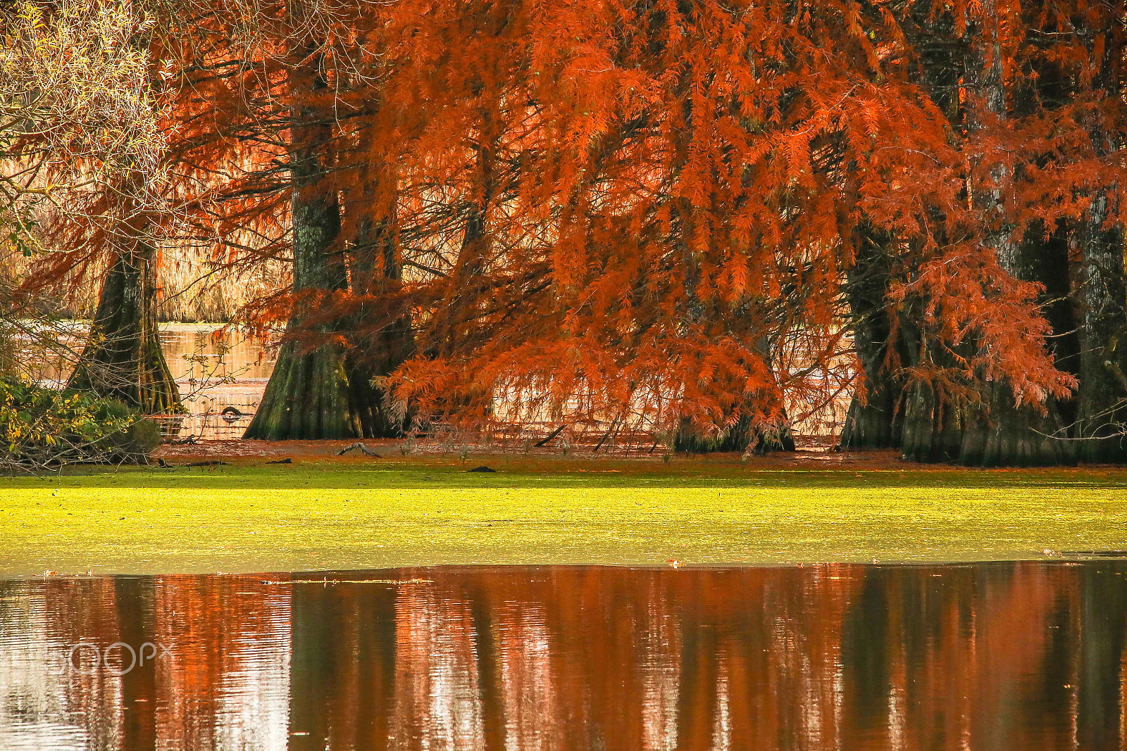 Sigma 150-500mm F5-6.3 DG OS HSM sample photo. Cypress photography