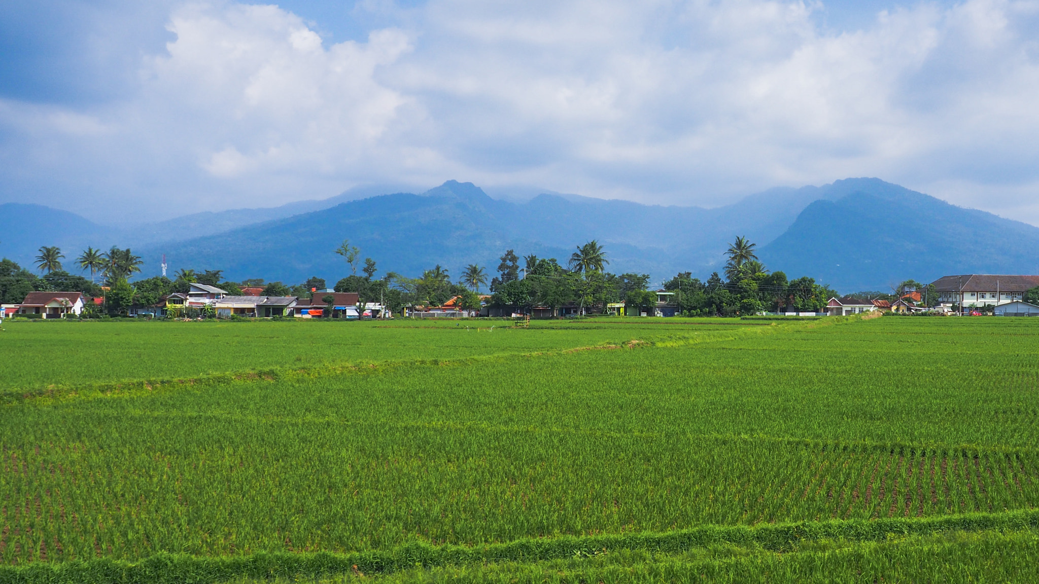 Olympus PEN-F sample photo. Ricefield ambarawa photography