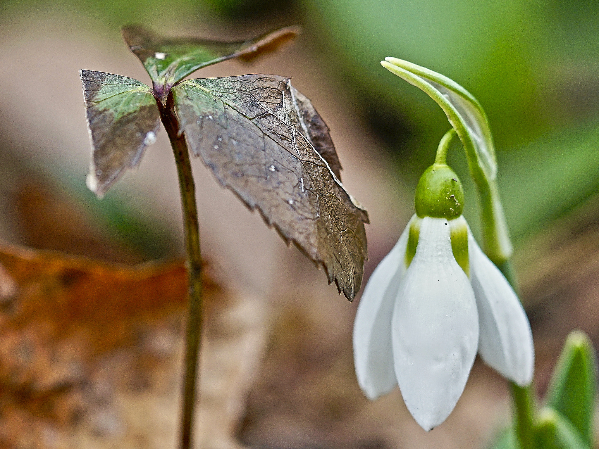 90mm F2.8 Macro SSM sample photo. Schneeglöckchen photography