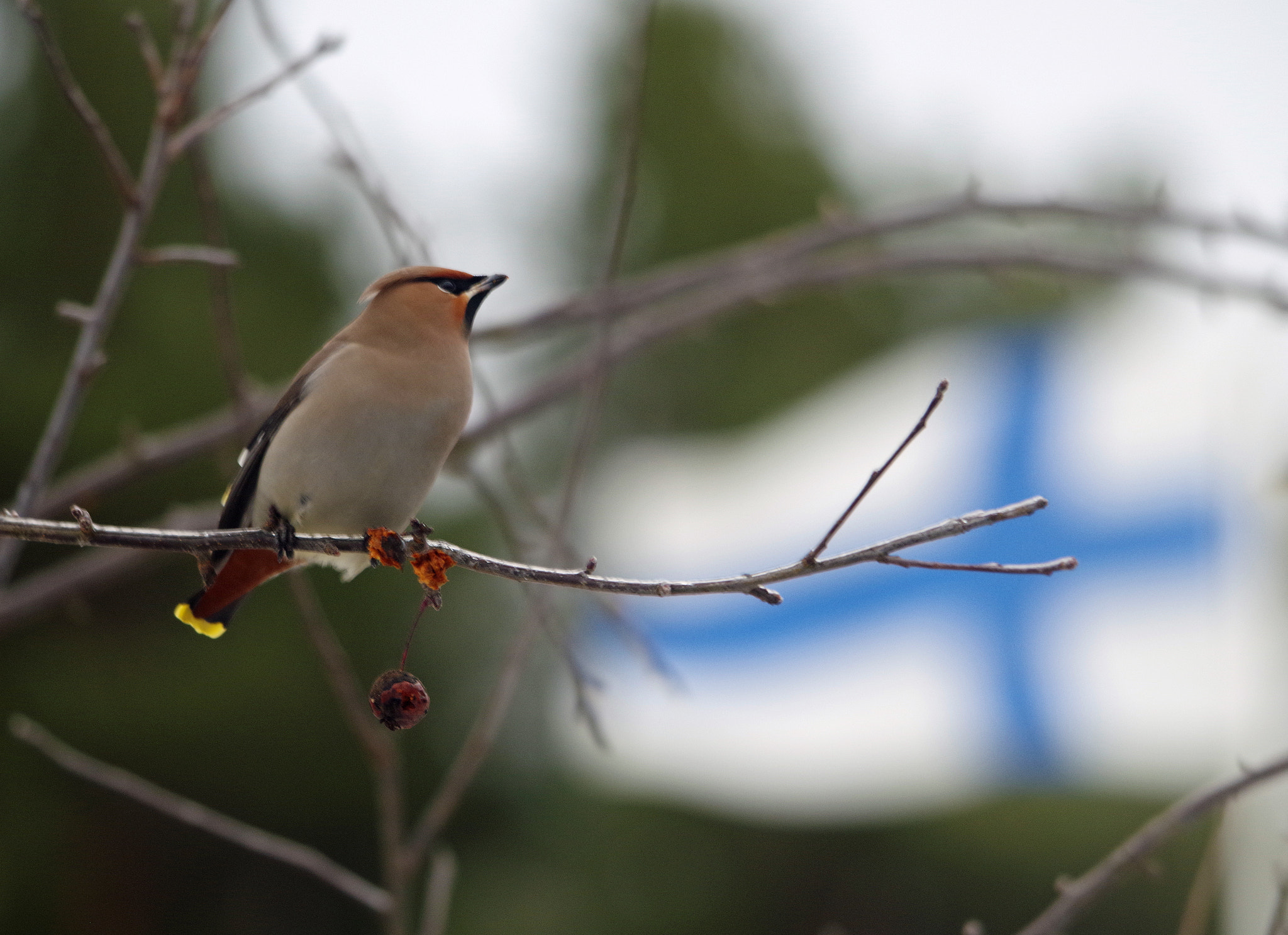 Sigma 120-400mm F4.5-5.6 DG OS HSM sample photo. Day of j.l. runeberg photography