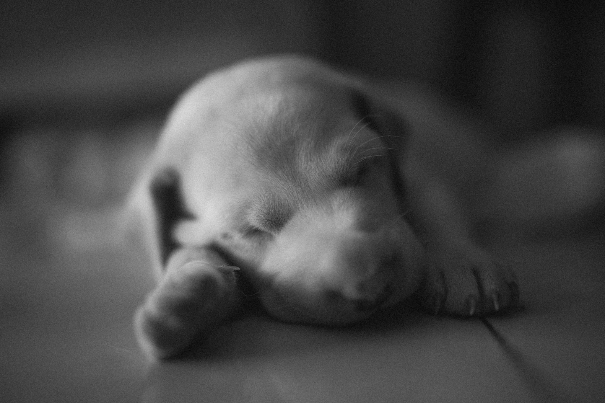 Sony a99 II + Sigma 35mm F1.4 DG HSM Art sample photo. Puppy sleeping photography