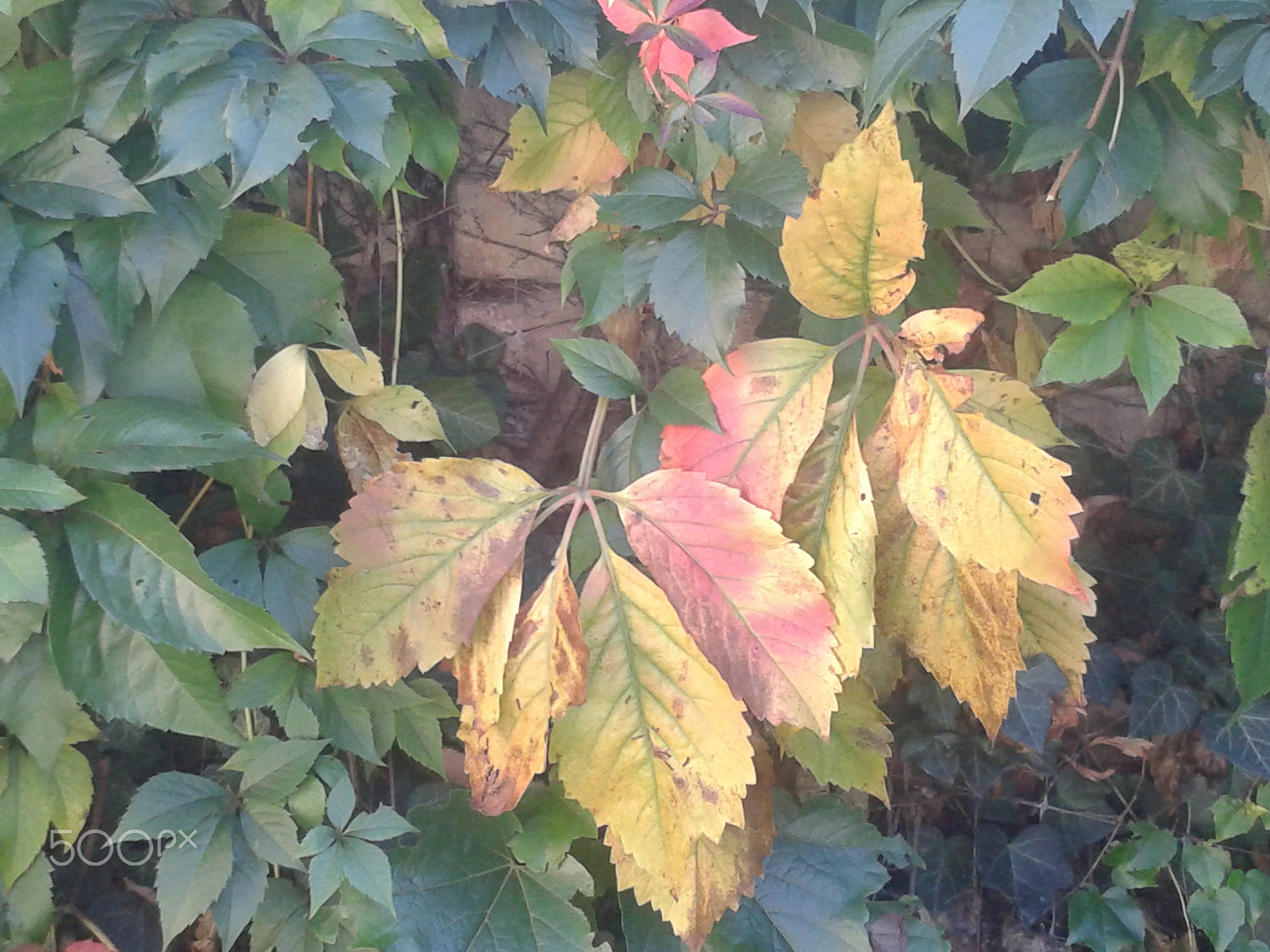 Samsung Galaxy S DUOS sample photo. Autumn leaves photography