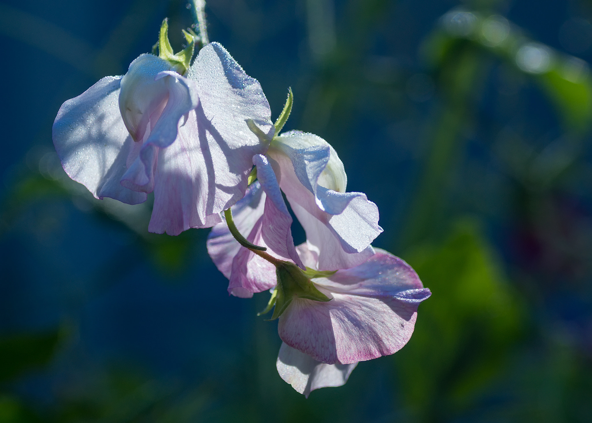 Sony Alpha NEX-7 + Tamron SP AF 90mm F2.8 Di Macro sample photo. 'in summer' photography