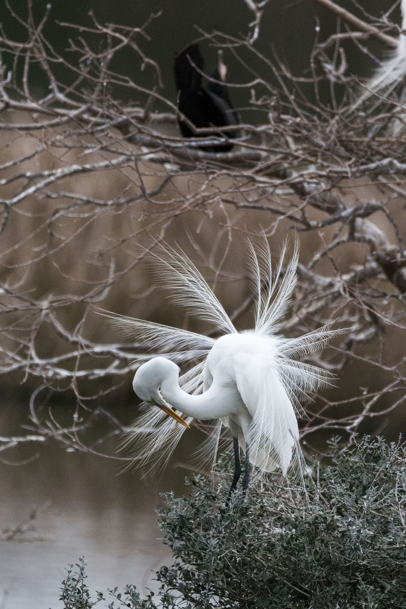 Sigma 150-600mm F5-6.3 DG OS HSM | C sample photo. White great egret dancing photography
