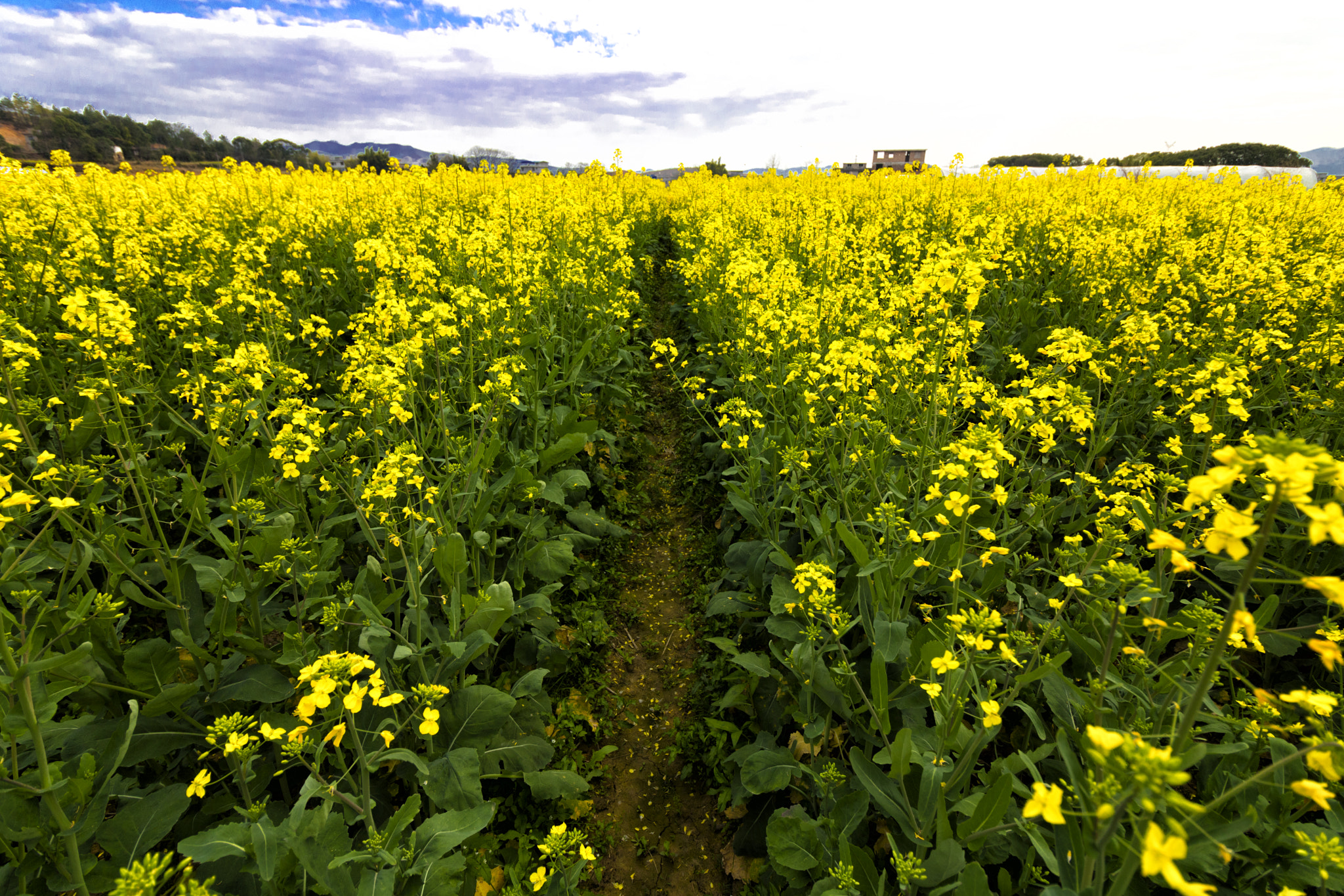 Canon EOS 750D (EOS Rebel T6i / EOS Kiss X8i) sample photo. Rape flower photography