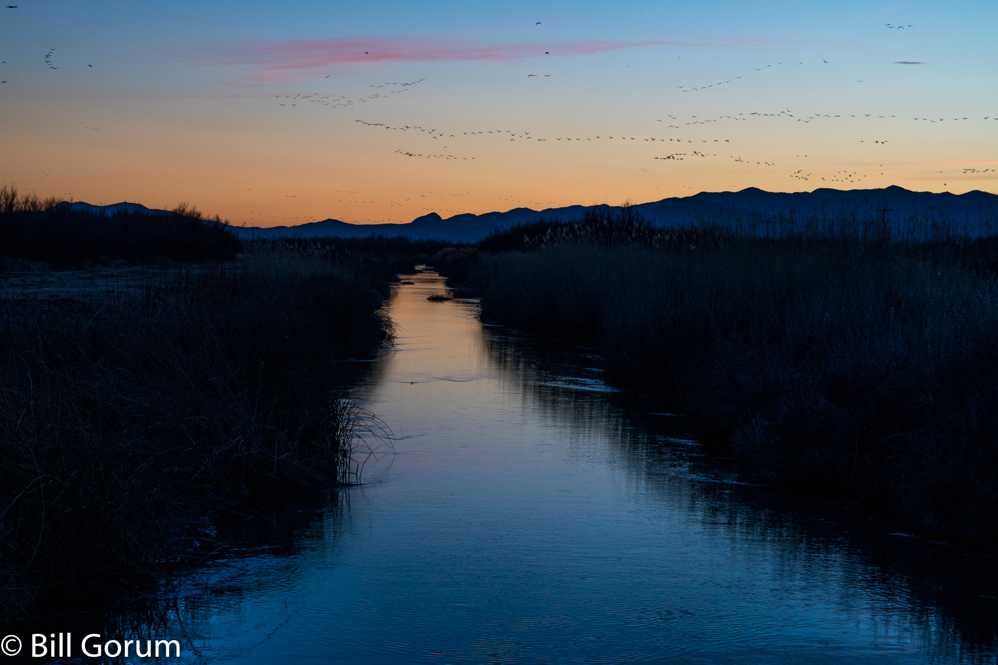 Nikon D500 + Nikon AF-S Nikkor 24-85mm F3.5-4.5G ED VR sample photo. Canal at twilight with sandhill cranes and geese photography