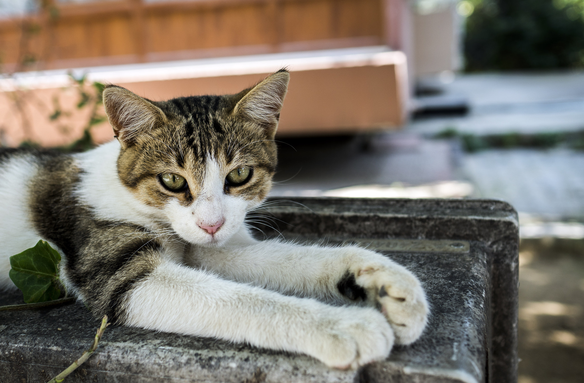 Sony a6300 + Sony Sonnar T* E 24mm F1.8 ZA sample photo. On the verge of sleep #2 photography