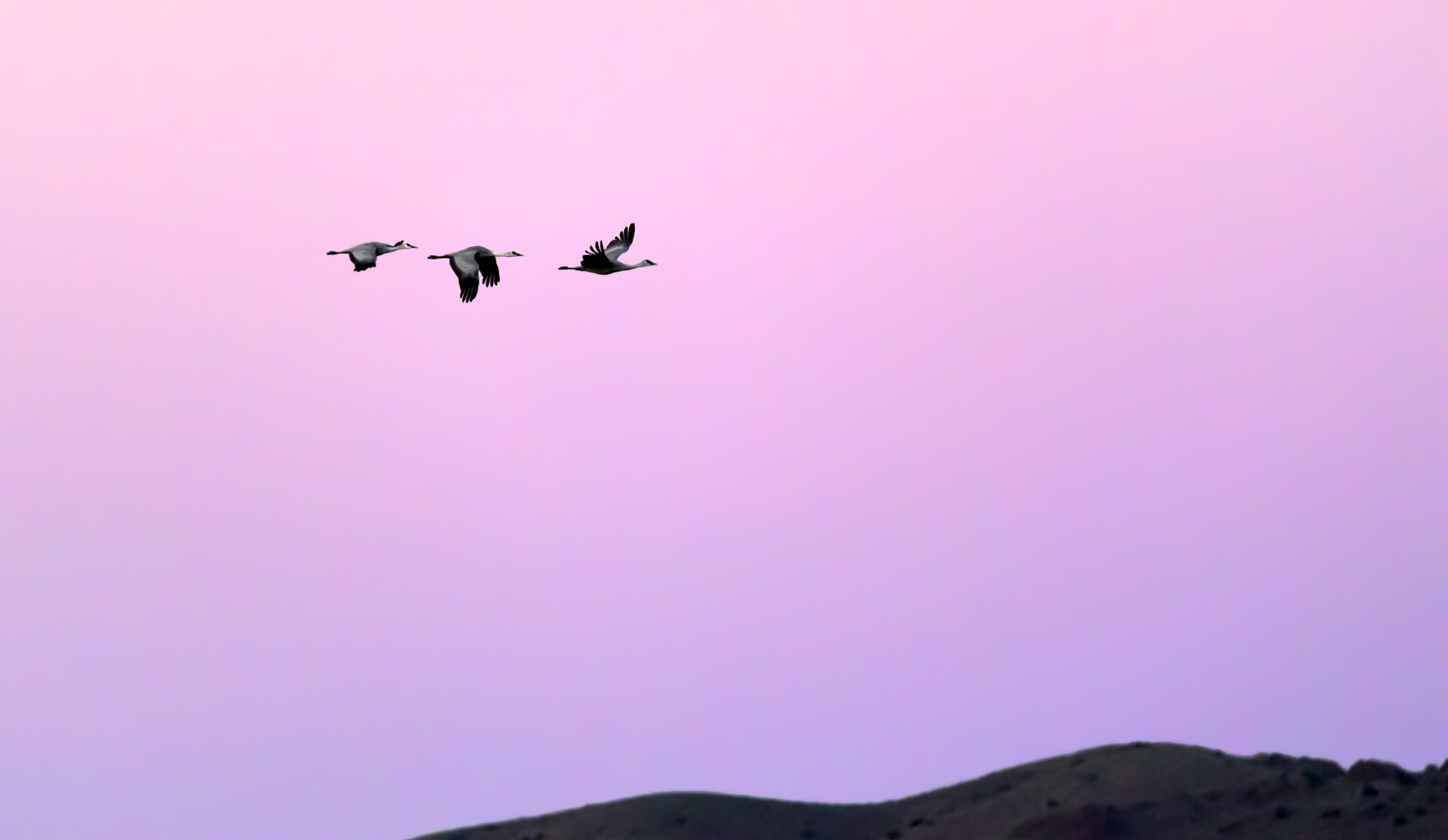 Tamron SP 150-600mm F5-6.3 Di VC USD sample photo. Cranes at dawn photography