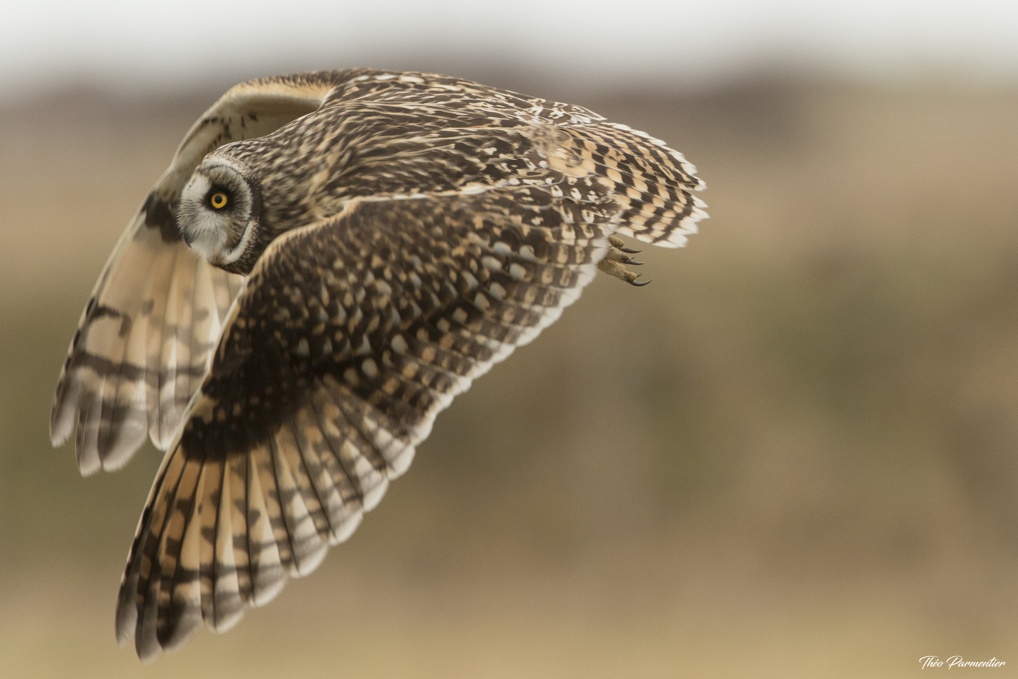 Canon EOS 7D Mark II + Canon EF 300mm F2.8L IS USM sample photo. Short eared owl / hibou des marais photography