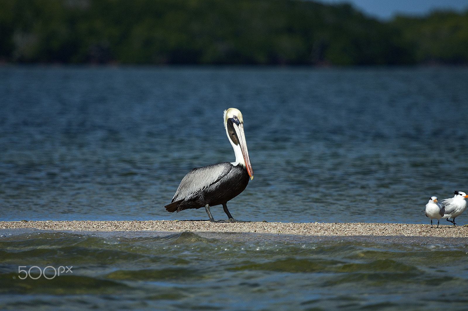 Canon EOS 50D sample photo. Pelican and the river tern photography