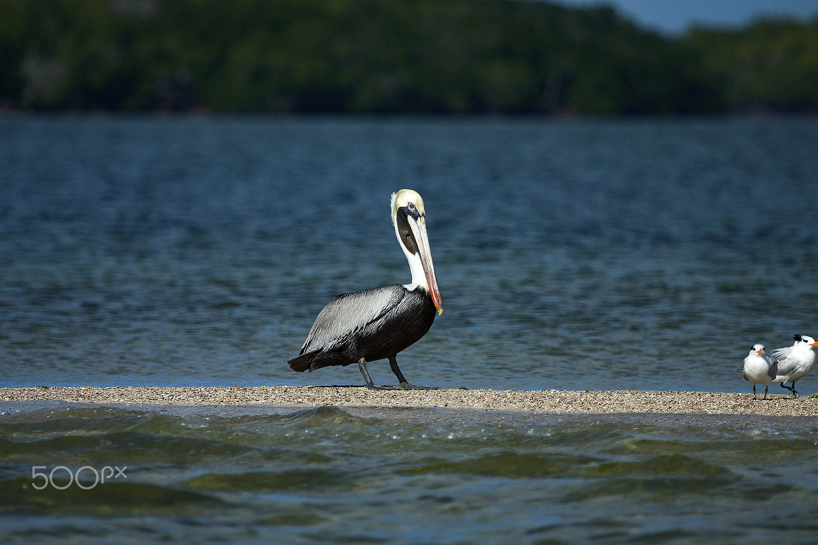 Canon EF 100-400mm F4.5-5.6L IS USM sample photo. Pelican and the river tern photography