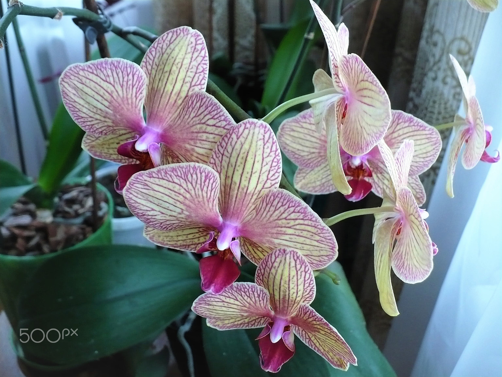 Panasonic DMC-LZ7 sample photo. Orchids on the table photography