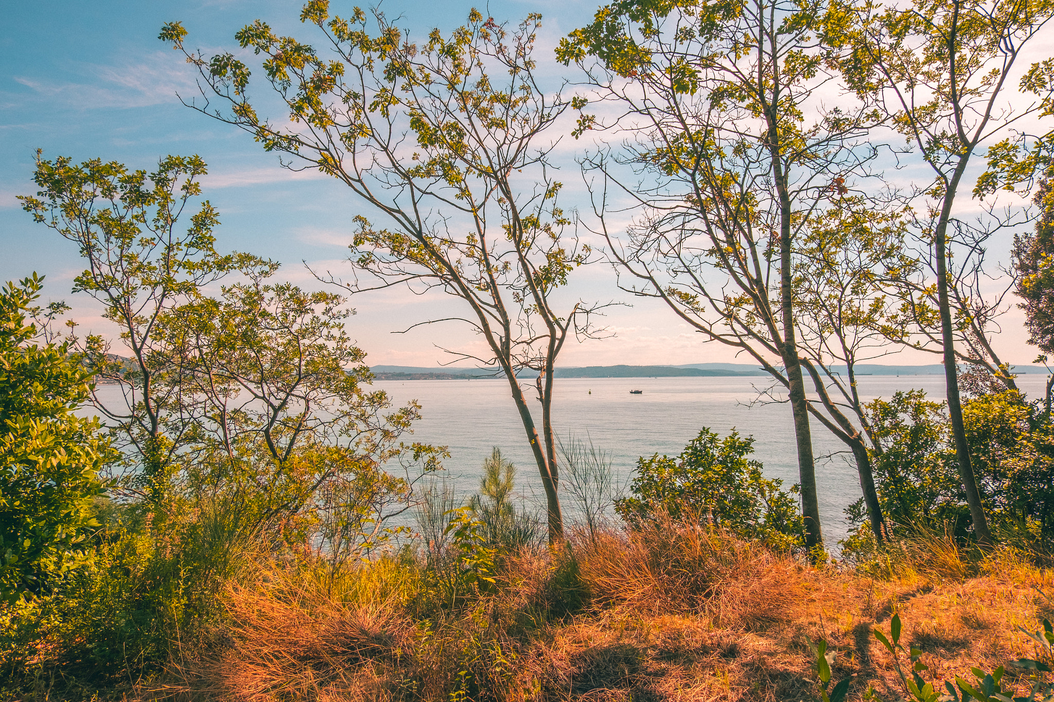 Fujifilm X-E2S + Fujifilm XC 16-50mm F3.5-5.6 OIS II sample photo. Trees near miramare photography