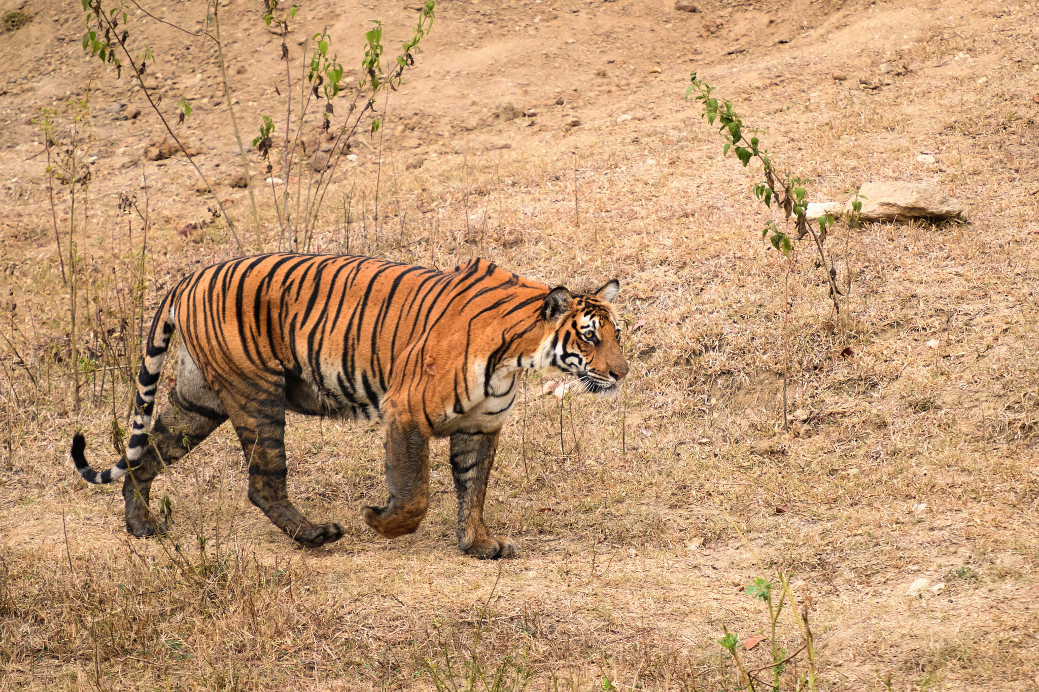 Nikon D500 sample photo. Tiger tiger walking by photography